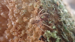 Hersiliola
