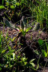Ledebouria floribunda