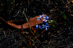 Pentanisia prunelloides