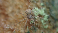 Hersiliola