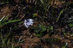 Pentanisia prunelloides