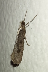 Tinea pellionella