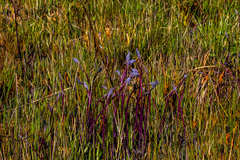 Merwilla plumbea