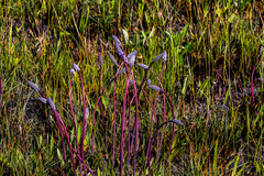Merwilla plumbea