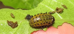 Plagiosterna nigritarsis