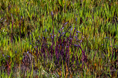 Merwilla plumbea