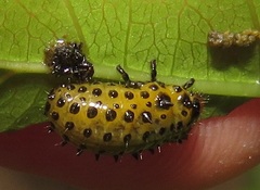 Plagiosterna nigritarsis