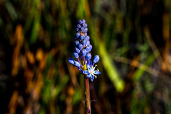 Merwilla plumbea