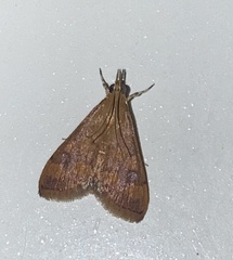 Pyraustinae