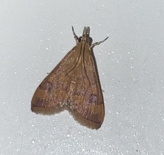 Pyraustinae