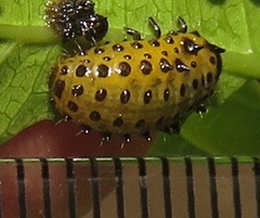 Plagiosterna nigritarsis