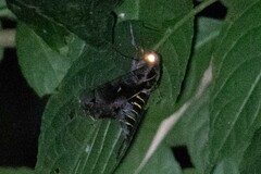 Hemeroplanes triptolemus