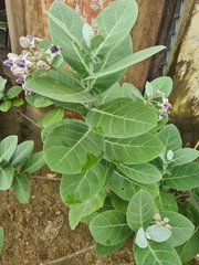 Calotropis gigantea