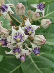 Calotropis gigantea