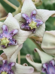 Calotropis gigantea