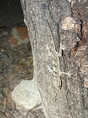 Hemidactylus leschenaultii