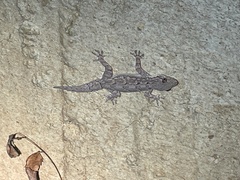 Hemidactylus leschenaultii