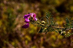 Tephrosia shiluwanensis