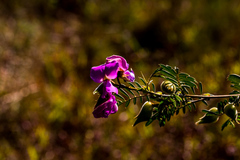 Tephrosia shiluwanensis