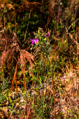 Tephrosia shiluwanensis