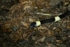 Oxyrhopus petolarius