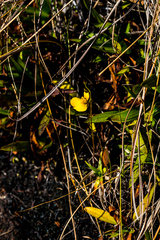 Utricularia prehensilis