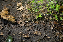 Oxyrhopus petolarius