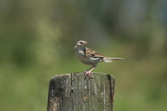 Anthus hellmayri