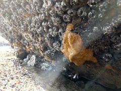 Botrylloides violaceus