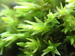 Orthotrichum