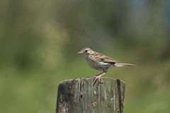 Anthus hellmayri