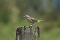 Anthus hellmayri