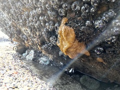 Botrylloides violaceus