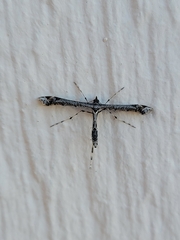 Anstenoptilia