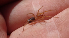 Dysderidae