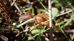 Dysderidae
