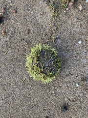 Lytechinus semituberculatus