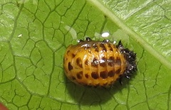 Plagiosterna nigritarsis