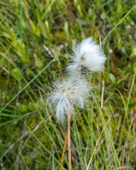 Eriophorum vaginatum