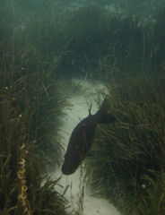 Centropomus undecimalis