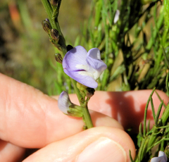 Psoralea affinis