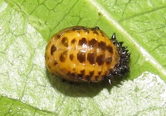 Plagiosterna nigritarsis