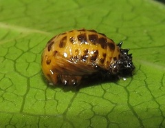 Plagiosterna nigritarsis