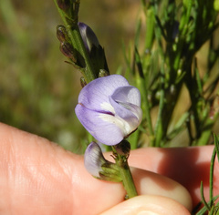 Psoralea affinis