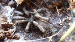 Ischnocolus valentinus