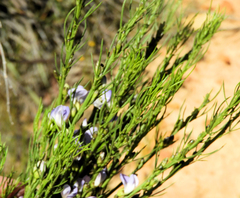 Psoralea affinis