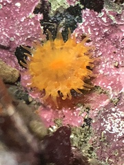 Balanophyllia elegans