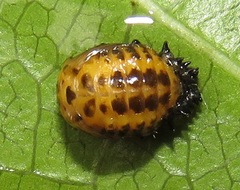 Plagiosterna nigritarsis