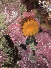 Balanophyllia elegans