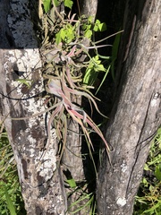 Tillandsia caput-medusae